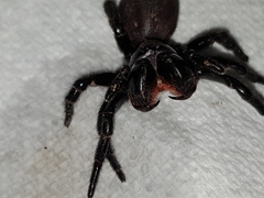 Hadronyche nimoola
