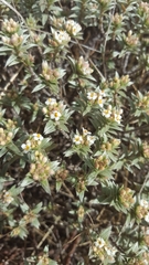 Pimelea aridula