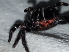 Hadronyche nimoola