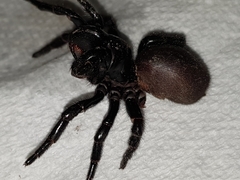 Hadronyche nimoola
