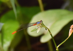 Ceriagrion cerinorubellum