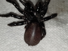 Hadronyche nimoola