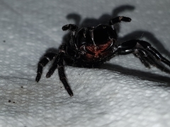 Hadronyche nimoola