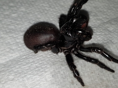 Hadronyche nimoola
