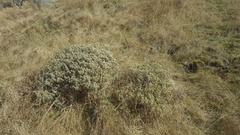 Pimelea aridula