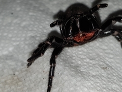 Hadronyche nimoola
