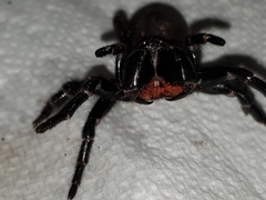 Hadronyche nimoola