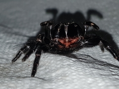 Hadronyche nimoola