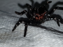 Hadronyche nimoola