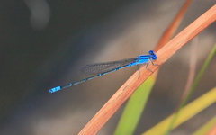 Pseudagrion cingillum