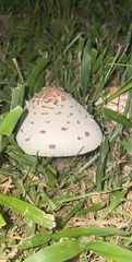 Chlorophyllum molybdites image