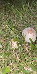 Chlorophyllum molybdites image