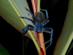 Sparassidae