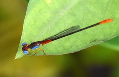 Ceriagrion cerinorubellum