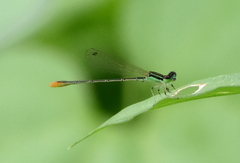 Agriocnemis pygmaea