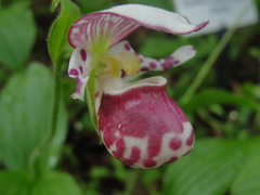 Cypripedium guttatum