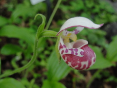 Cypripedium guttatum