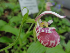 Cypripedium guttatum