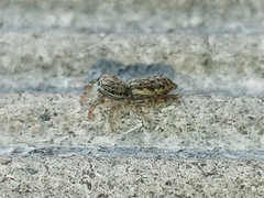 Pseudicius encarpatus