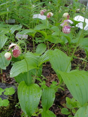 Cypripedium guttatum