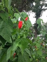 Malvaviscus arboreus drummondii