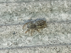 Pseudicius encarpatus