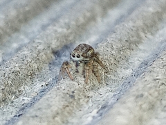 Pseudicius encarpatus