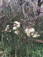 Eucalyptus radiata