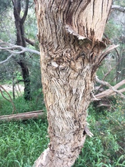 Eucalyptus radiata