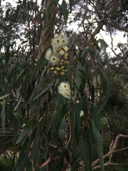 Eucalyptus radiata