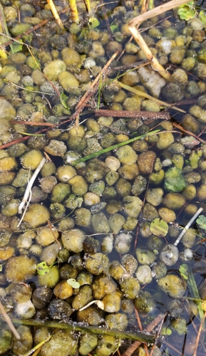 Aphanothece stagnina observed 2020-09-19