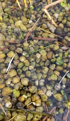 Aphanothece stagnina