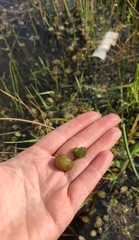 Aphanothece stagnina