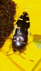 Acmaeodera pulchella