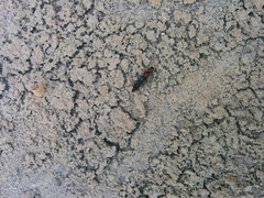 Paederidus ruficollis