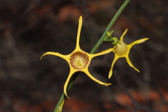 Anthocercis ilicifolia caldariola