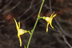 Anthocercis ilicifolia caldariola