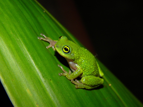 Günther's Bush Frog, Raorchestes chalazodes