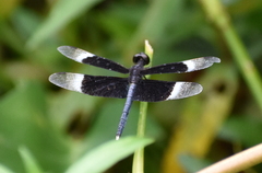 Neurothemis tullia