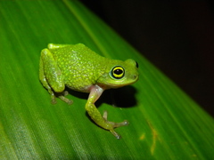 Chalazodes Bubble-Nest Frog photo 2