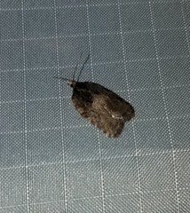 Acleris chalybeana