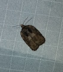 Acleris chalybeana