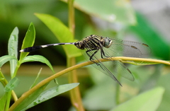 Orthetrum sabina