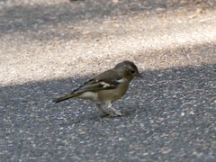 Fringilla coelebs