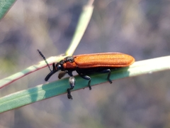 Rhinotia haemoptera