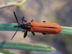 Rhinotia haemoptera