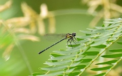 Onychargia atrocyana