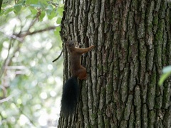 Sciurus vulgaris