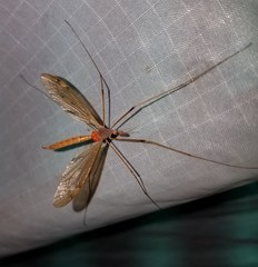 Tipula ultima