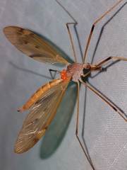 Tipula ultima